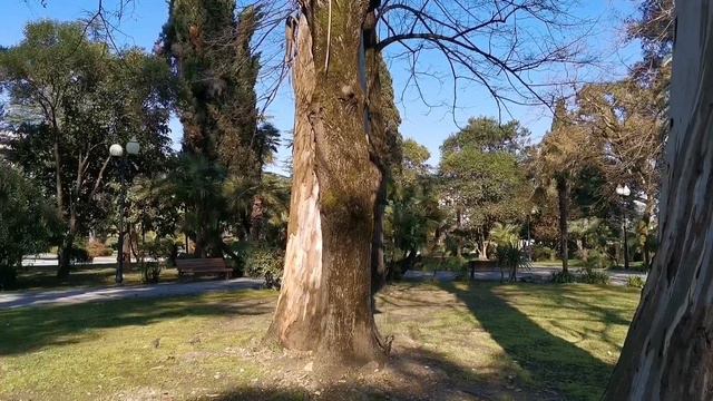 Парк эвкалиптов