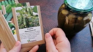 Обзор семян гибридов огурцов для консервации и свежего потребления.