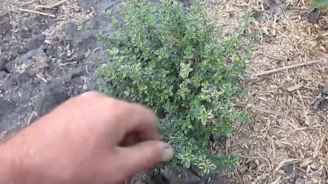 ЛАВАНДА. КАК ВЫСАЖИВАТЬ ЛАВАНДУ. Обзор саженцев. смотреть онлайн