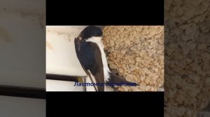 ГОЛОСА птиц