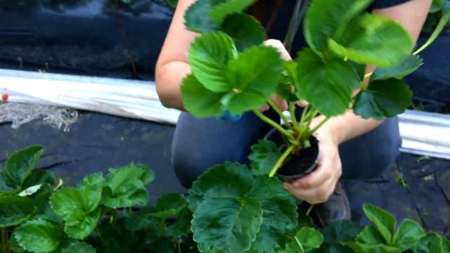 Хорошая РАССАДА КЛУБНИКИ без вреда для кустов. Способ №1 | Особенности сорта Купчиха смотреть онлайн