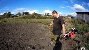 Супер урожай картошки после сидератов.Сколько,чего и как.Сеем горчицу после картошки.