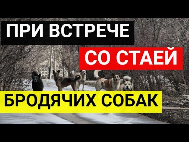 Отбилась От Стаи