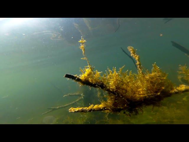 Под водой озеро Увильды в жаркий август - косяк окуней