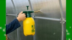 Белокрылка в Огороде. Причины появления и методы борьбы.159