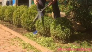 Обрезка декоративных кустарников
