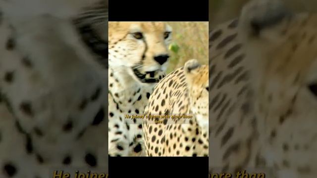 Cheetah is one of the fastest wild animals...!!?