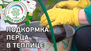 Когда, как и чем подкормить перец в теплице. Удобрения для подкормки перца.