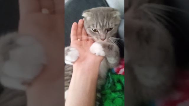 решил усыпить кота 🐈