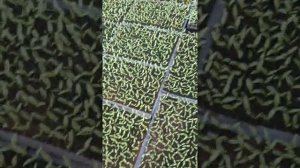 Перец полет месец после посева 2021 03 23