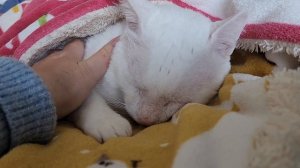 Страшилкин меняется. Наконец-то, начал понимать, что обнимашки и ласка это приятно.