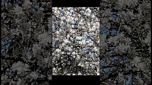 В саду пение птиц и звуки природы  от бессонницы, для отдыха и расслабления
