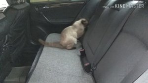 Mercedes. Когда Кидает на трассе Жопу , Плавает Задняя Подвеска ®️