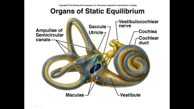 Ichki quloq_Ички қулоқ Иброхимова Л.И смотреть онлайн
