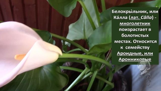 КАЛЛА ОБРАДОВАЛА ЦВЕТЕНИЕМ!
