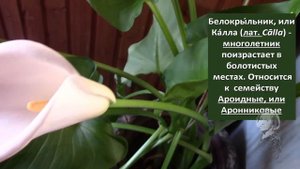 КАЛЛА ОБРАДОВАЛА ЦВЕТЕНИЕМ!