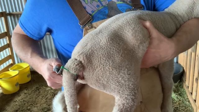 How to : Docking and Castrating Lambs смотреть онлайн