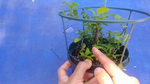 Propagating Blue Potato Bush (with actual results)