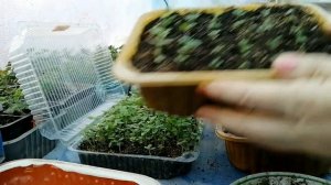 Пикировка Львиного Зева. Как лучше?  Делюсь секретами