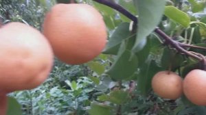 Японская осенняя груша сорт Чоюро (pear Chojuro). Отменный сорт для начинающих садоводов