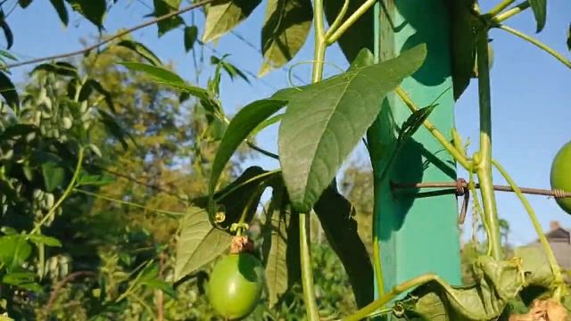"Ди-флорация" и другое. Виды на урожай Маракуйи Северной. смотреть онлайн