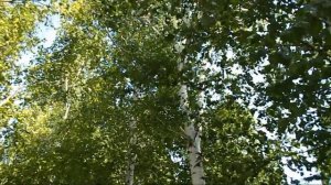 Всегда и снова исп. ВИА "Поющие сердца"