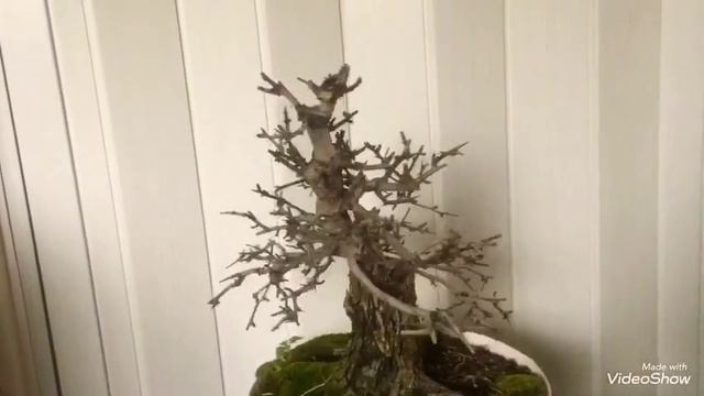 Crataegus monogyna bonsai 1 смотреть онлайн