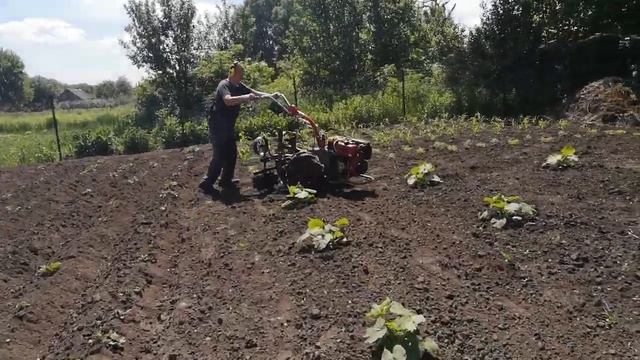 Прополка гарбуза з мотор сiч смотреть онлайн