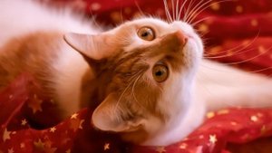 Можно ли кормить кошку только сухим кормом