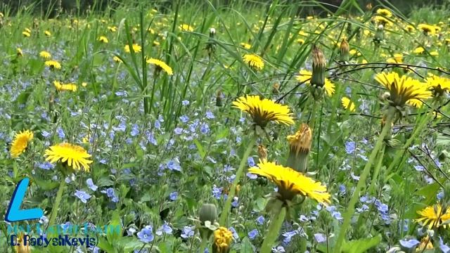 Прекрасные пейзажи в сквере у Китайского посольства в Москве смотреть онлайн
