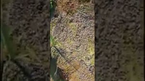 Охота и рыбалка в Краснодарском крае. Болотоступы.