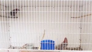 Щуры в домашних условиях