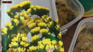 СТАТИЦА - УЛЬТРОМОДНЫЕ ЭКЗОТЫ