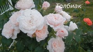 40 сортов роз с названиями.Фрагменты красивого цветения Любуйтесь,подбирайте для сада.