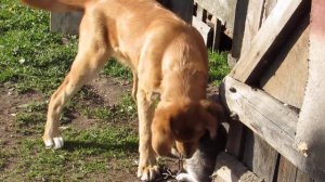 не АЛАБАЙ ДРУЖБА С КОШКОЙ