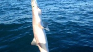 Акула черного моря !