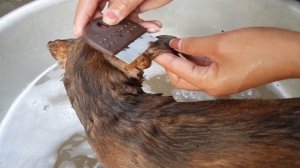 THE BEST RESCUER !! How To Get Rid Of Puppy Fleas