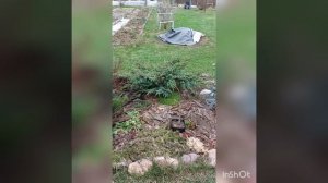 Можжевельник казацкий
можжевельник Блю Альпс