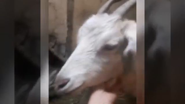 Козлята содержание,выкармливание. смотреть онлайн