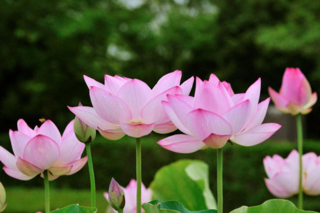 ЛОТОСЫ В АДЫГЕЕ смотреть онлайн