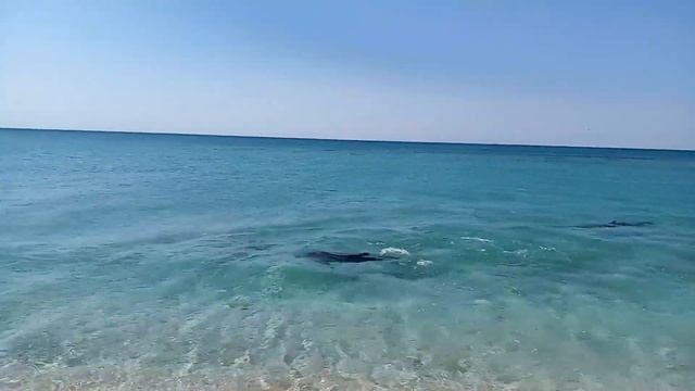 Magic Dolphins sounds in Black SEA HD in 4K / как дельфины загоняют кефаль в Черном море смотреть онлайн