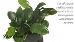 Anubias nana long wavy