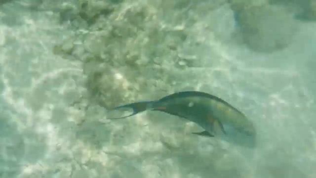 Vlog : ЕГИПЕТ. ХУРГАДА. Кораллы, рыбы на пляже King Tut /SPHINX RESORT. Фатя поймала Морскую звезду смотреть онлайн