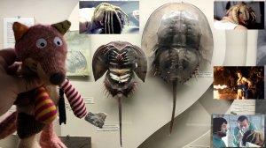 Палеонтологический музей имени Ю. А. Орло́ва РАН