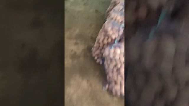 Картофель Коломбо оптом в Брянске смотреть онлайн