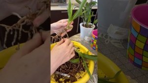 Пересадка зигопеталум Трози Блю