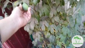 Пассифлора Инкарната(Passiflora incarnata). Первый урожай маракуйи в Ростове.