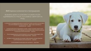 как выбрать щенка; как подобрать себе щенка; характер собаки; определить характер щенка