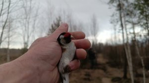 Ловля певчих птиц,Lovlya pevchikh ptits 16.04.24.