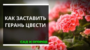 Как заставить герань цвести Правила хорошей подкормки